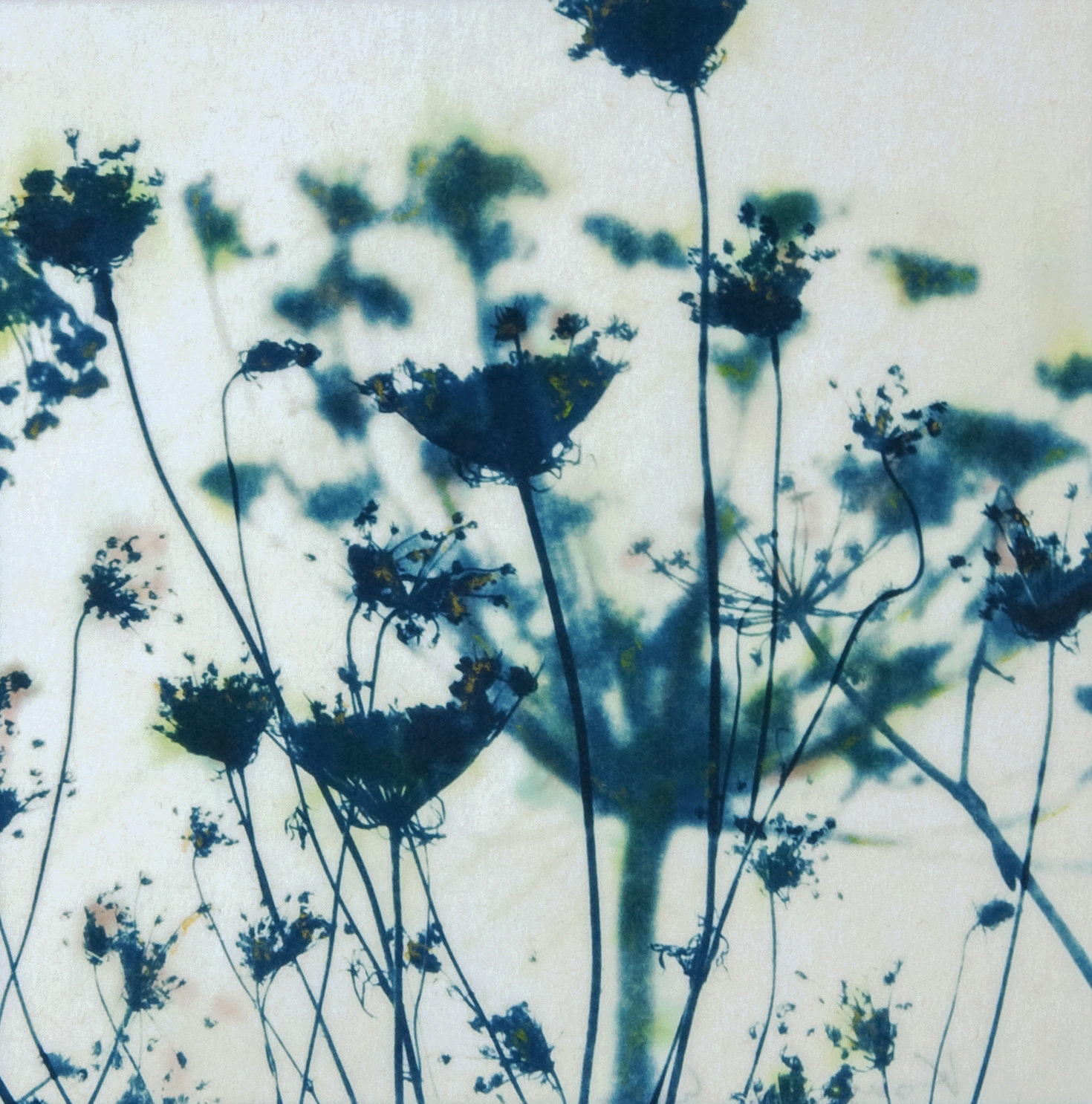 Cyanotypes « Les 4 saisons au jardin à Saizerey »